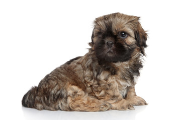 Shih Tzu puppy