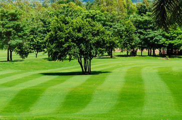 Freshly mown lawn and trees in a golf course
