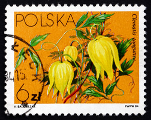 Postage stamp Poland 1984 Golden Clematis, Flowering Plant