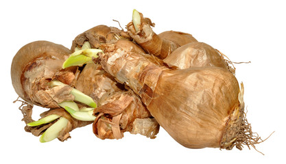 Sprouting Daffodil Bulbs