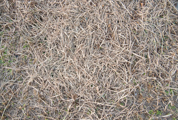 field where grass is dead in winter