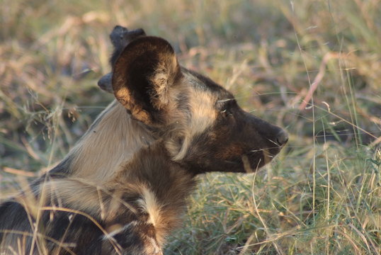 licaone parco del kruger sudafrica