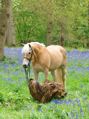 Obraz premium Horse In Bluebells