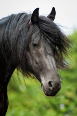 Portrait of frisian stallion