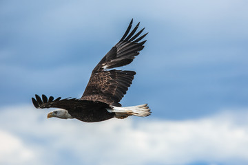 American Bald Eagle at Alaska