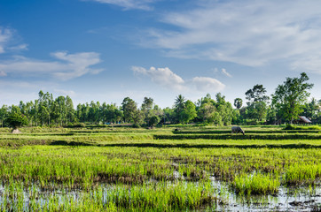 Rice field