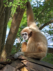 gibbon