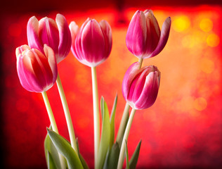 Tulips on red bokeh background