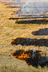 Burning of rice stubble burning straw in rice farmers © kaentian