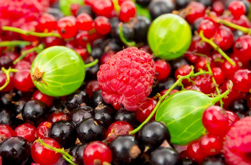 ripe berries