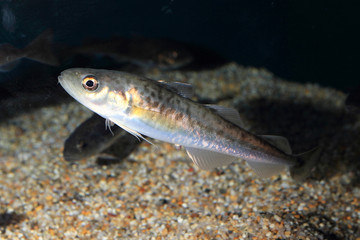 Ocellated Ice Fish (Chionodraco rastrospinosus) 
