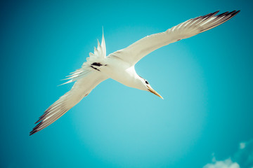 Fototapeta premium Sea bird seagull. nature closeup