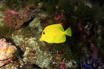 Naklejka na ściany i meble Yellow surgeon fish (Zebrasoma flavescens) in Japan 