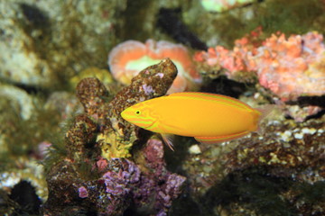 yellow wrasse (Thalassoma lutescens) female in Japan 