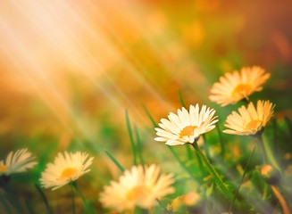 Spring daisy and sun rays