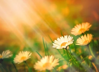 Photo sur Aluminium Marguerites Spring daisy and sun rays
