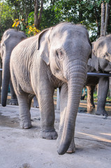 Fototapeta premium Elephant