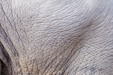 Elephant Skin Texture