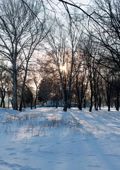 Winter landscape in a sunny day