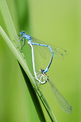two dragonfly