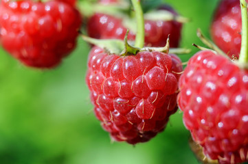 close-up of ripe raspberry