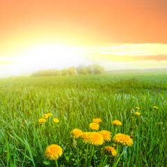 Fototapeta na wymiar green fields with a dandelion