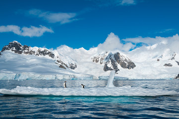 Fototapeta na wymiar Gentoo pingwiny na góry lodowej Antarktydy