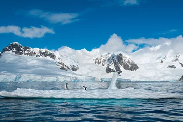 Poster Ezelspinguïns op ijsberg Antarctica © doethion