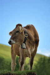 Alpine cow