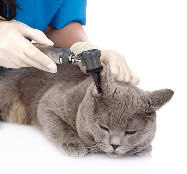 Vet examining a cat's ear with an otoscope. isolated on white 