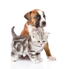 Scottish kitten and puppy looking away. isolated on white 