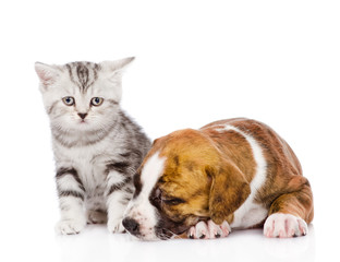 kitten  near a sleeping puppy. isolated on white background