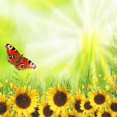 Nature background with yellow sunflowers