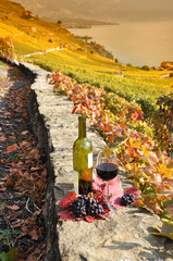 Red wine and grapes. Terrace vineyards in Lavaux region, Switzer