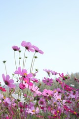 pink cosmos flower