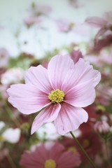 Obraz premium pink cosmos flower