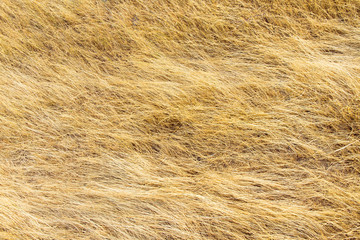 Fondo Textura Hierba Seca