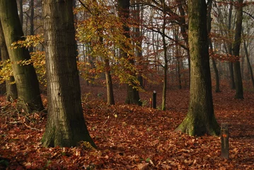 Foto auf Acrylglas beukenbomen in de herfst © henkbouwers
