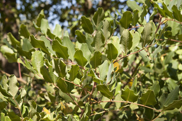 Leaves and branches of Carob tree, Ceratonia siliqua