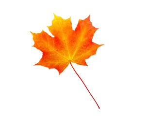 autumn maple leaf isolated on white background