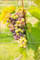Grapes Fruit