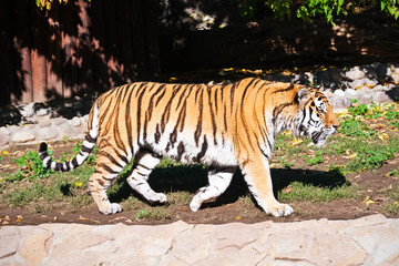 Obraz premium Angry tiger