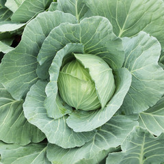 Fototapeta premium fresh cabbage in a farm