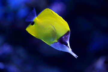 yellow tropical fish