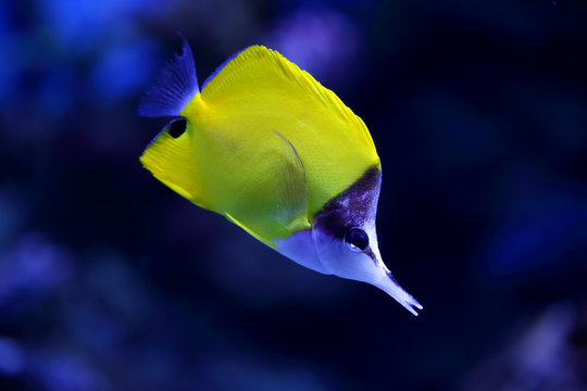 Yellow Tropical Fish