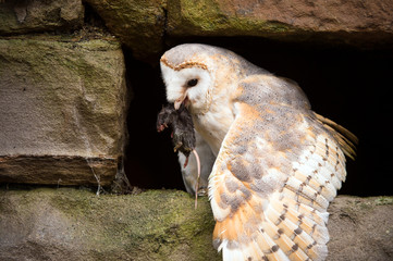 Barn Owl