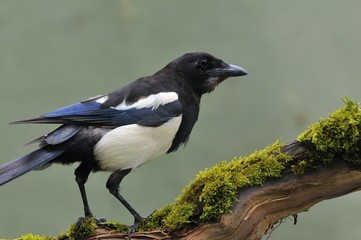 Magpie.