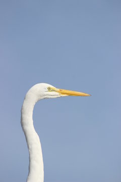 Great Egret