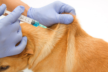 Closeup Vet giving injection the dog