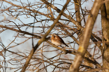 Thrush sits on a mountain ash branch